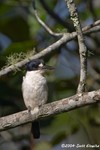 Forest Kingfisher