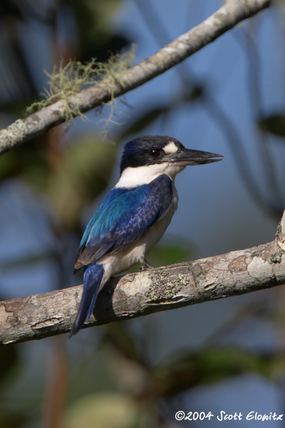 Forest Kingfisher