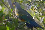 Wompoo Fruit-Dove