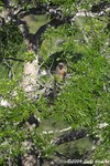 CRW_0613tree_roo.jpg