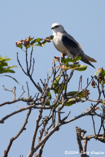 Black-shouldered Kite