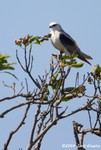 Black-shouldered Kite