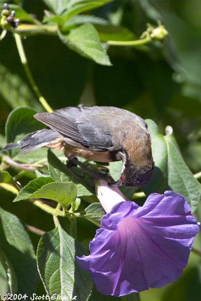 Eastern Spinebill