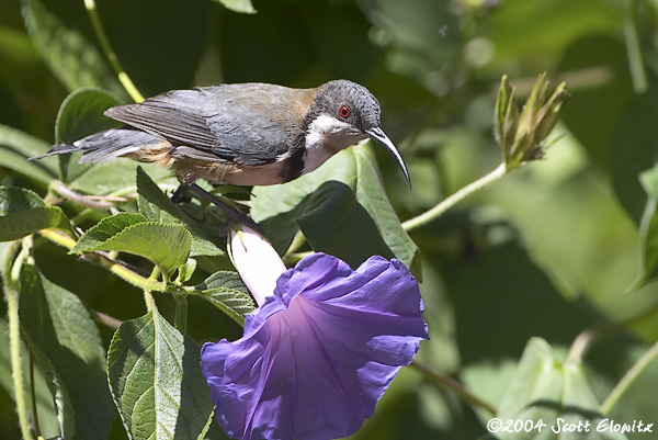 Eastern Spinebill