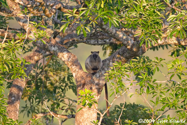 CRW_0670tree_roo.jpg