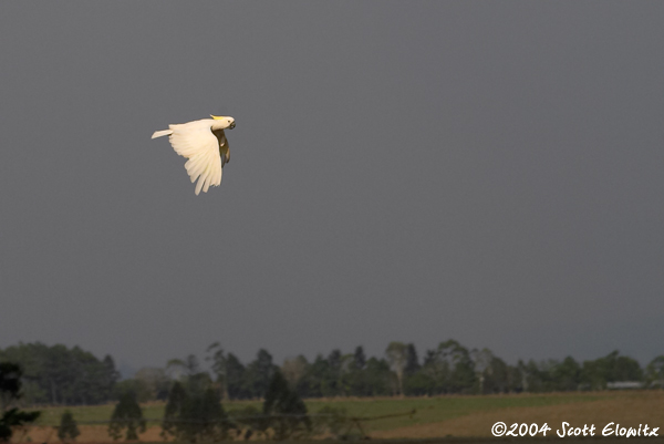 Sulphur-crested Cockatoo