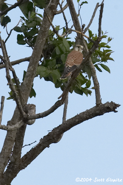 Australian Kestrel