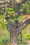 Tree Kangaroo