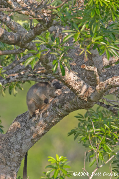 CRW_0711tree_roo.jpg