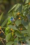 Double-eyed Fig-Parrot