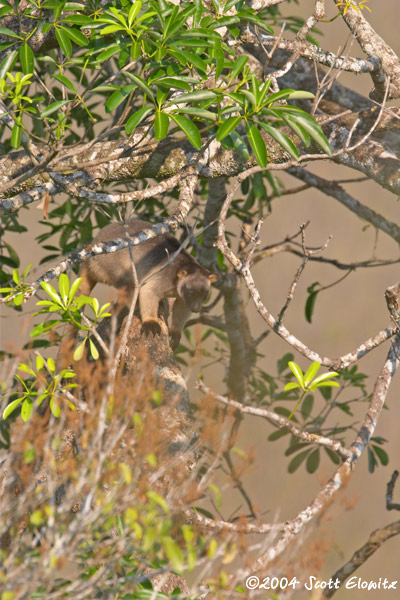 Tree Kangaroo