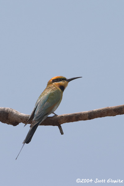 Rainbow Bee-eater