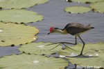 Comb-crested Jacana