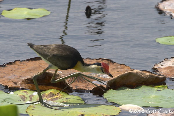 Comb-crested Jacana