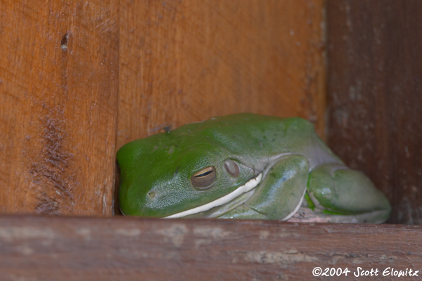 tree frog