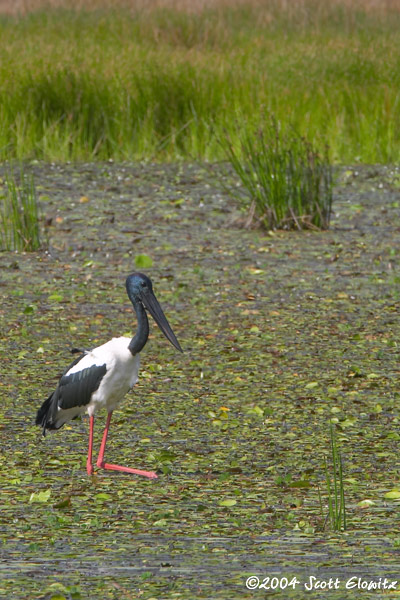 Black-necked Stork