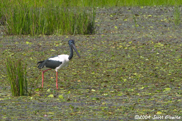 Black-necked Stork