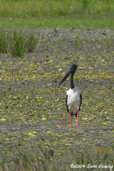 Black-necked Stork