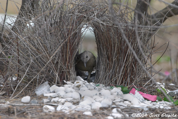 Great Bowerbird