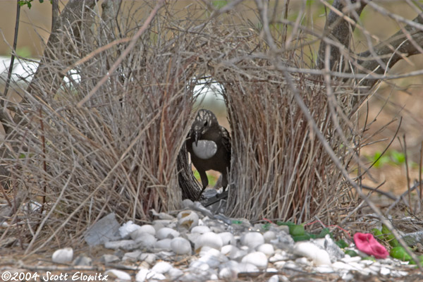 Great Bowerbird