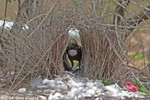 Great Bowerbird