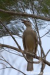 Great Bowerbird