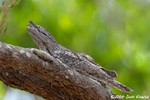 Tawny Frogmouth