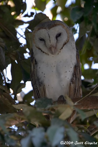 Barn Owl