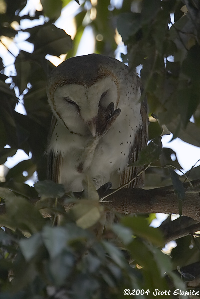 Barn Owl