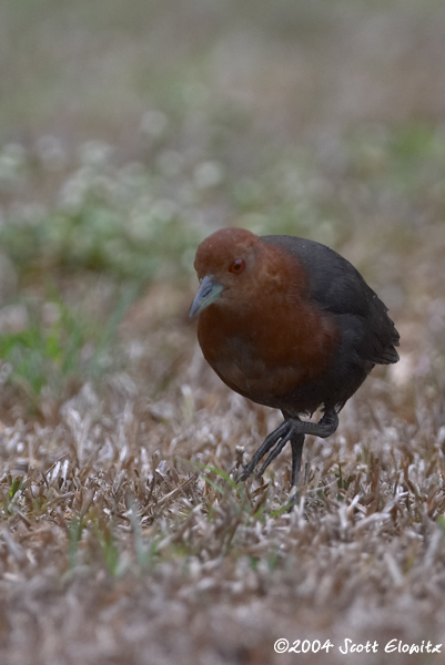 Red-necked Crake