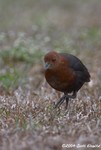 Red-necked Crake