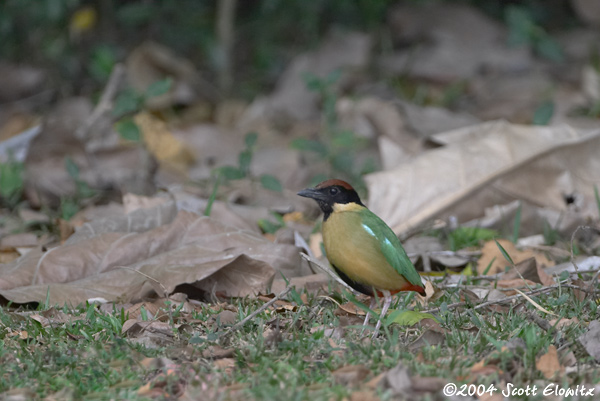 Noisy Pitta