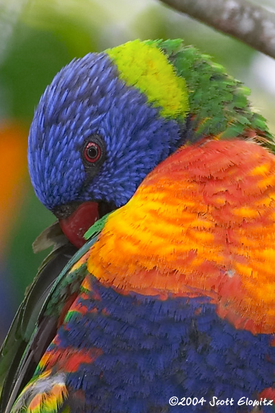 Rainbow Lorikeet