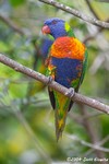 Rainbow Lorikeet