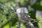 Yellow-faced Honeyeater
