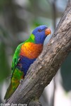 Rainbow Lorikeet