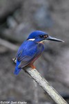 Azure Kingfisher