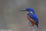 Azure Kingfisher