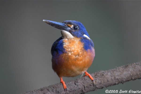 Azure Kingfisher