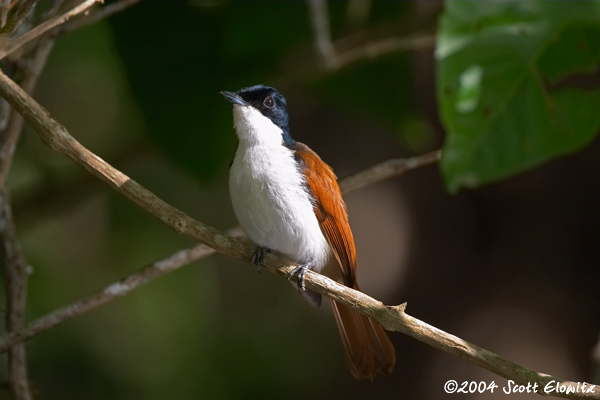 Shining Flycatcher