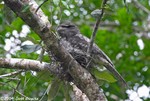 Papuan Frogmouth