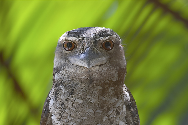 Tawny Frogmouth