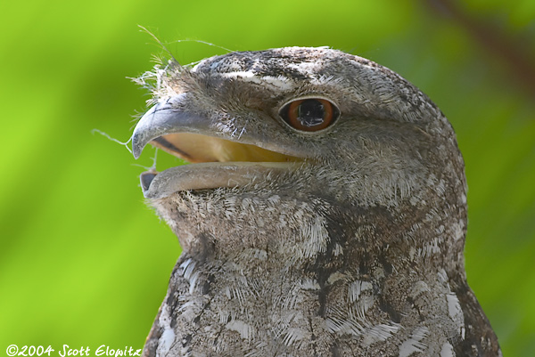 Tawny Frogmouth