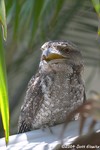 Tawny Frogmouth