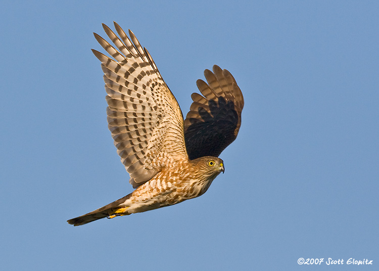 Sharp-shinned Hawk