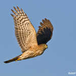 Sharp-shinned Hawk