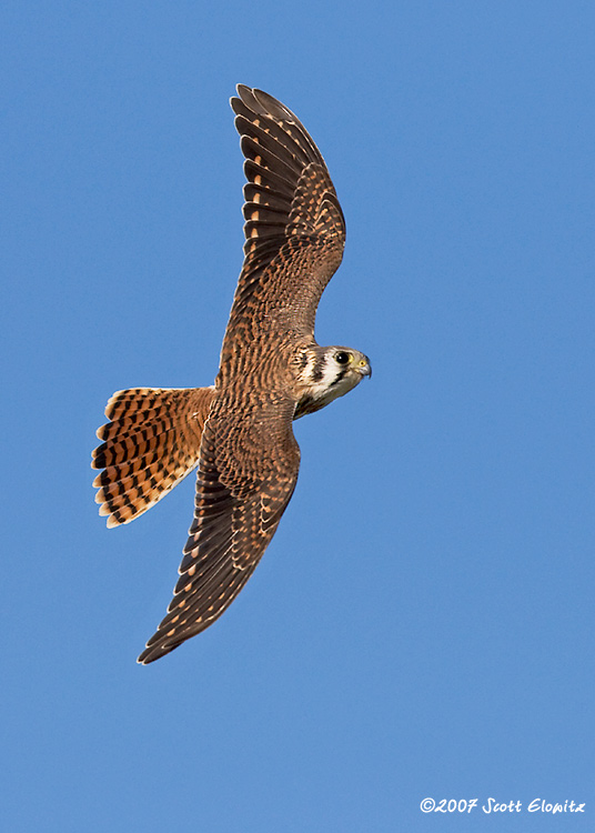 American Kestrel