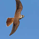 American Kestrel