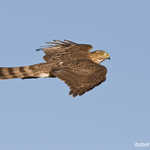 Sharp-shinned Hawk