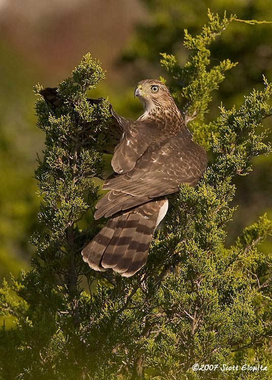 Cooper's Hawk